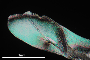 アワビの殻頂部（直交ニコル）