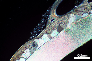 アワビの中間部分（直交ニコル）