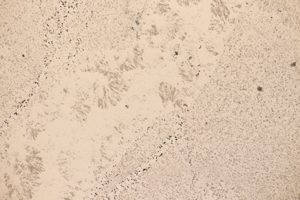 メノウの研磨片（反射）