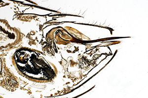 スズメバチの薄片（単ニコル）