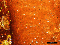 マンガンクラスト(透過光)