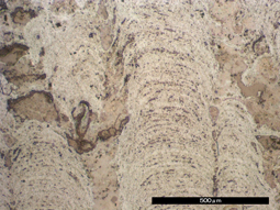 マンガンクラスト(研磨面)