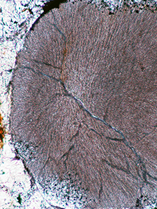 No7偏光顕微開放交ニコル