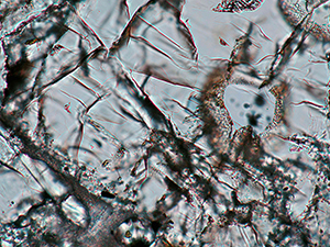 No11 偏光顕微鏡開放ニコル